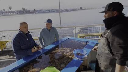 Ostiones en la costa chilena.