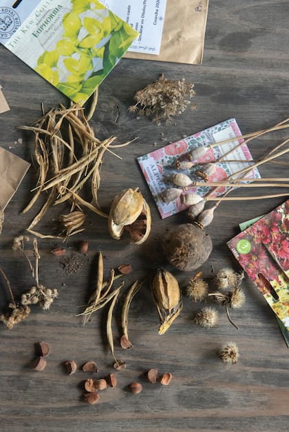 Otoño es la estación de la planificación inteligente: lo que se decide hoy florece mañana