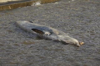 Ballena varada en la Costanera: de dónde llegó y cómo será el operativo para trasladarla