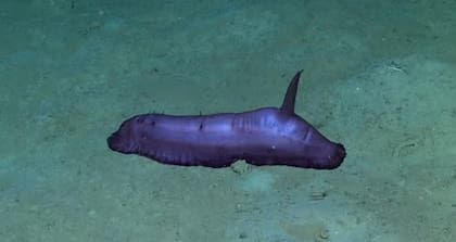 Otra "batata" hallada en la expedición del Conicet