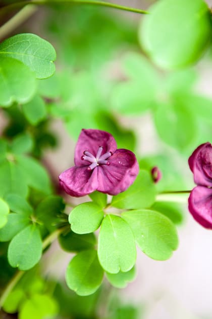 Otra imagen de la Akebia quinata.