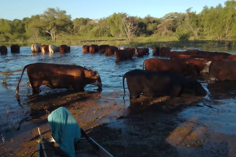 Crisis en el noreste de Santa Fe: productores isleños claman por soluciones ante la falta de transporte y burocracia