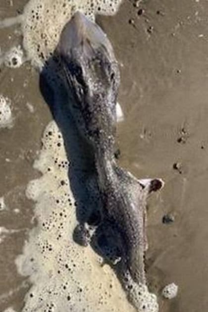 Otra imagen de la misma criatura hallada por una mujer en Littlehampton, en el sur de Inglaterra