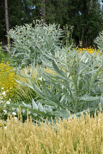 Otra imagen del Museo Campo. El uso de los cardos es medicinal, alimenticio (como hortaliza), ornamental o en costumbres, y hasta en la construcción o industrial por ejemplo.