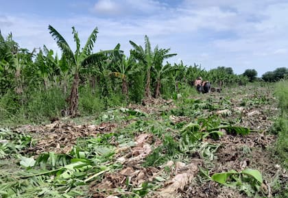 Otra plantación arrasada víctima de la crisis