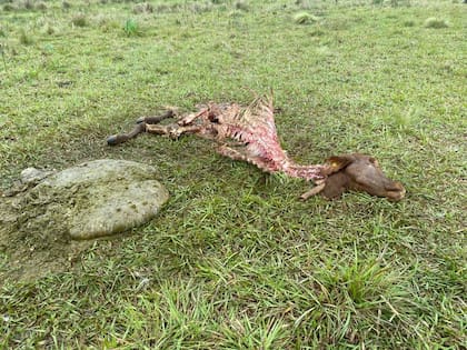 Otra postal de una carneada en pleno campo para llevarse la carne