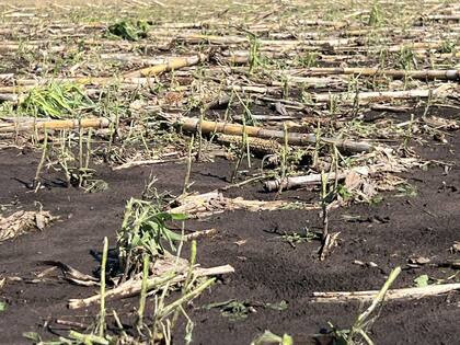 Otra postal del desastre