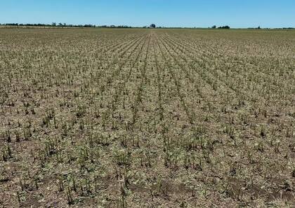 Otra postal del granizo en Cañada Rosquín