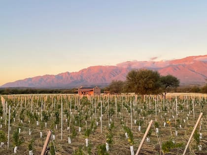 Otra región en donde las bodegas ganan terreno es Traslasierra. La familia Jascalevich regresó a San Javier en 2001 empujada por un vínculo afectivo con la zona, con ellos nació Bodega El Noble