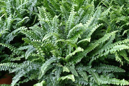 Otra típica planta de interior en nuestro país es el helecho de Boston (Nephrolepis exaltata). Ayuda a eliminar formaldehído y xileno del aire interior.