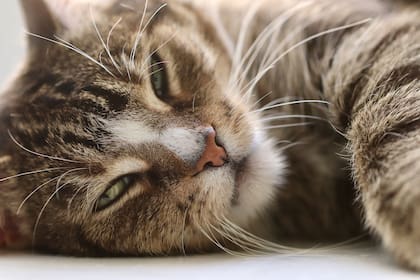 Otras comidas y bebidas como la cebolla, el ajo y el alcohol son nocivos para los gatos y los perros