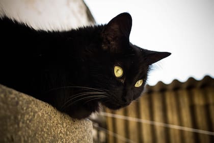 Otras creencias asocian el pelaje negro de los felinos con la muerte y la mala suerte