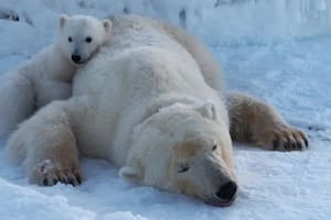 Por qué algunos osos polares están "más gordos y sanos" a pesar del derretimiento del hielo marino