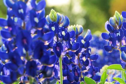 Otras locaciones fuera de Ennis también tiene flores silvestres