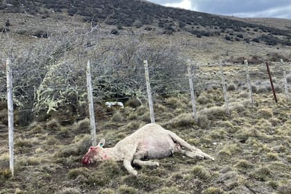 Otro animal atacado por un puma
