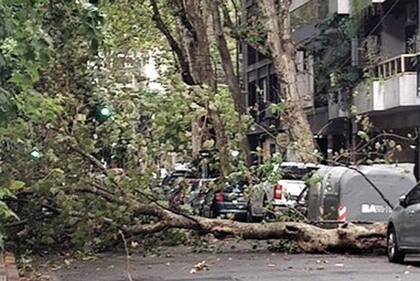 Otro árbol caído en la ciudad