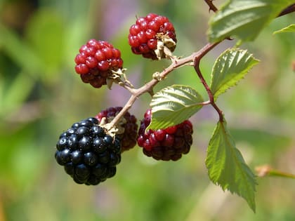Otro aspecto relevante de esta planta es su aporte de vitamina K (Foto ilustrativa: PIXABAY)