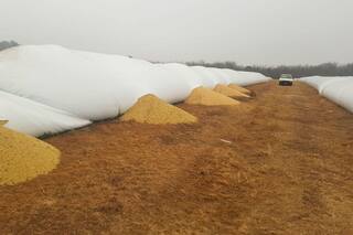 En las últimas 24 horas hubo récord de rotura de silobolsas: fueron atacados 18