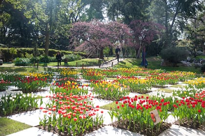 Otro de los atractivos de invierno en el Jardín Japonés de Palermo es la floración de los tulipanes, una incorporación más reciente que se sumó al encanto de los sakura.