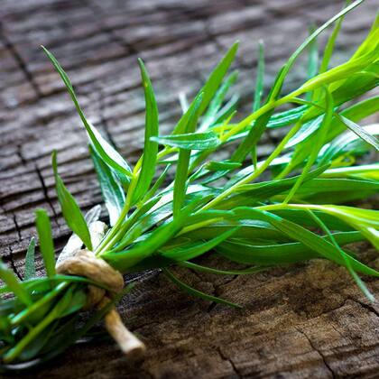 Otro de los beneficios señalados por la especialista es la capacidad del estragón para colaborar en el equilibrio del sistema inmunológico (Imagen de Pinterest)