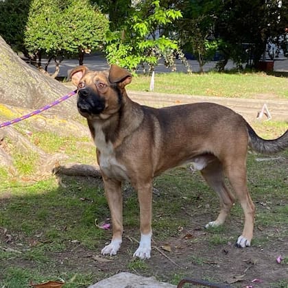 Otro de los perros del Pasteur que aguarda ser adoptado