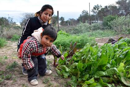Otro de los proyectos que llevan adelante son las huertas comunitarias, ya se sumaron 154 familias
