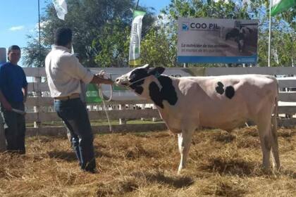 Otro de los toros vendidos