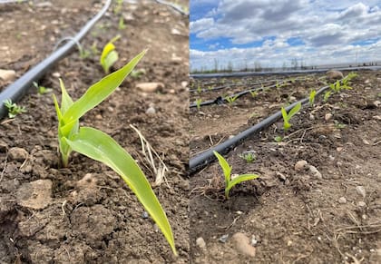 Otro ensayo de maíz en Río Gallegos, Santa Cruz