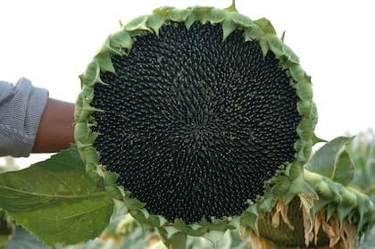 Otro híbrido que forma parte de este programa es el LG 50760 CL, que ha demostrado altos rendimientos y gran estabilidad tanto en redes oficiales (Asagir-INTA) como en lotes comerciales.