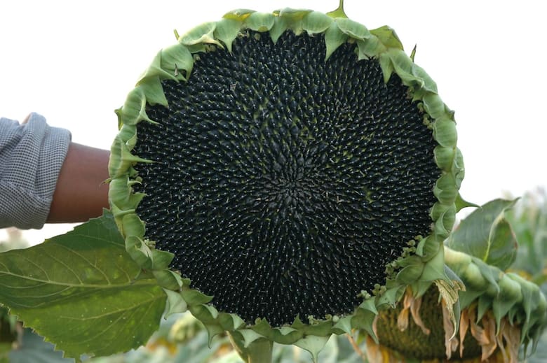 Girasoles