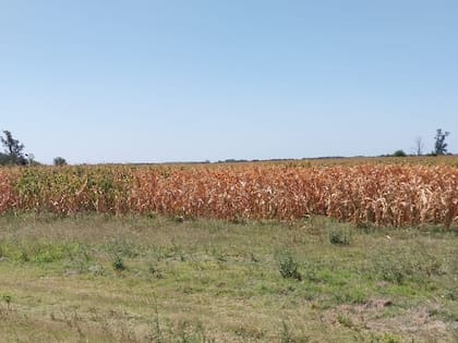 Otro lote con maíz golpeado por la falta de agua