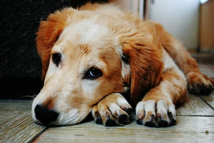 Otro motivo por el cual los perros pueden rasgar sus camas es la necesidad de liberar exceso de energía, especialmente entre aquellos que llevan una vida sedentaria