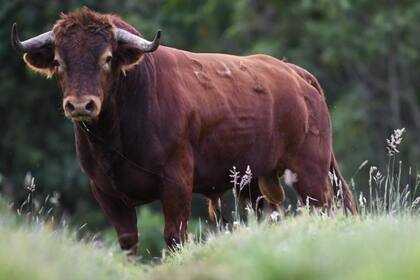 Otro plato muy conocido es el pene de toro, considerado afrodisíaco en Bolivia.