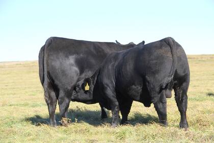 Otro ternero en EE.UU. con casi el mismo peso que la madre a los siete meses