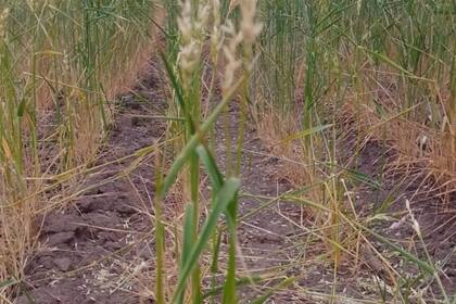 Otro trigo en Reconquista, Santa Fe