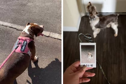 Otros clientes de la joven, que dice que cuidar perros es uno de los trabajos que más le gusta hacer en EE.UU.