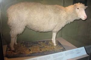 Se cumplen 25 años del nacimiento de Dolly, el primer mamífero clonado