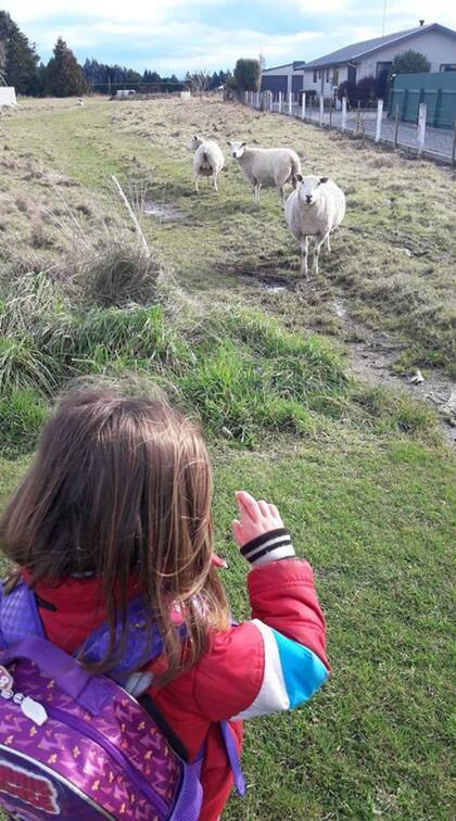 Ovejas a la vuelta de casa.