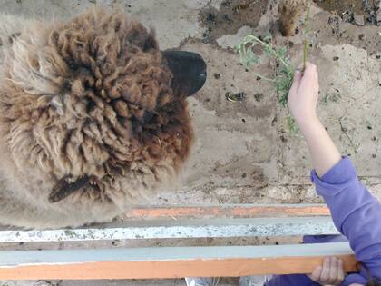 Ovejas, conejos y chancos esperan por la comida que los chicos les dan prácticamente en la boca