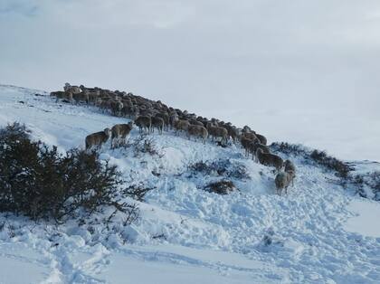 Ovejas en los campos anegados de nieve; peligra el acceso a los pastizales cubiertos por capas de hielo