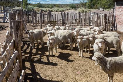 Ovejas en San José, Maquinchao.