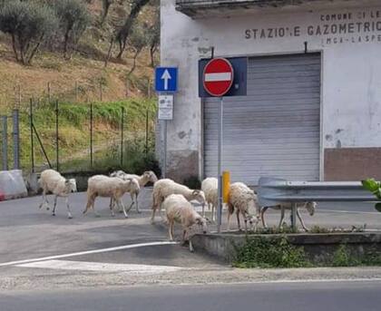 Ovejas también en busqueda de alimento deambulan por las calles de Italia.