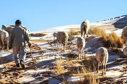 Ovejas y pastores recorren paisajes habitualmente tórridos, pero ahora cubiertos de nieve