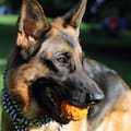 La heroica hazaña por la que hoy se celebra el Día del Perro en la Argentina