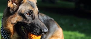 La heroica hazaña por la que hoy se celebra el Día del Perro en la Argentina