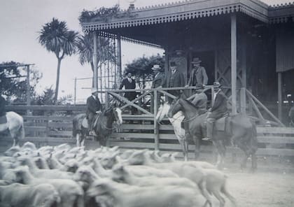 Ovinos en el Mercado de Liniers, 1920