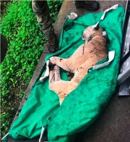 P-22 fue encontrado en muy mal estado y las autoridades ambientales tomaron la decisión de aplicarle la eutanasia