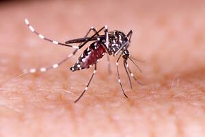 El país con mayor mortalidad por Covid del mundo ahora declara una alerta por dengue