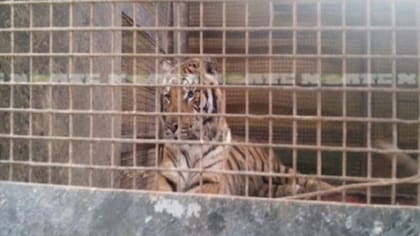 Pablo Buompadre, presidente de Afada, denuncia que "en todos los circos", los animales son "hostigados, golpeados salvajemente y privados de alimento que hagan malabares"