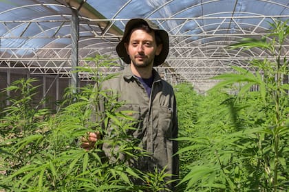 Pablo Copello, responsable de cultivos de Agrogenética Riojana.